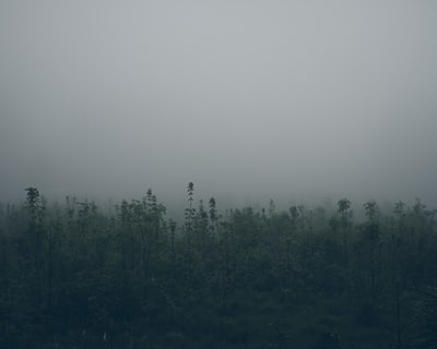 风景摄影的绿叶树多云的天空下
